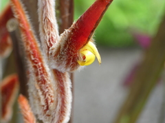 Heliconia vellerigera