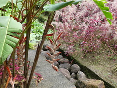Heliconia vellerigera