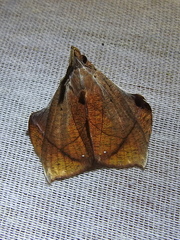 Abolla pellicosta