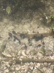 Rhinella marina