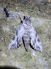 Erinnyis oenotrus