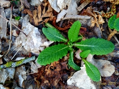Primula elatior