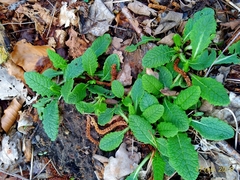 Primula elatior