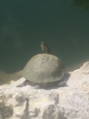 Pseudemys peninsularis