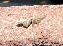 Idaea incalcarata