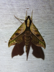 Xylophanes epaphus