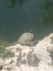 Pseudemys peninsularis