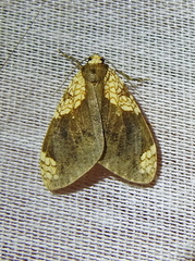 Ochrodota