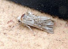 Omphalophana serrata