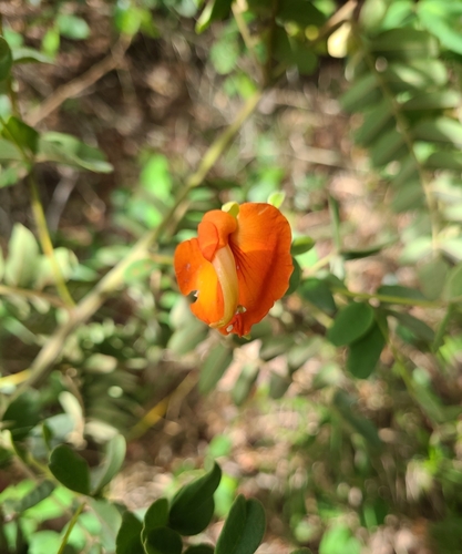 Harpalyce brasiliana, 2023-10-21
