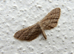 Idaea longaria