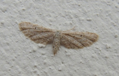 Idaea longaria