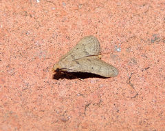 Bostra obsoletalis