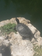 Trachemys scripta image