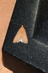 Bostra obsoletalis