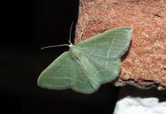 Phaiogramma etruscaria