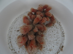 Morchellium argus