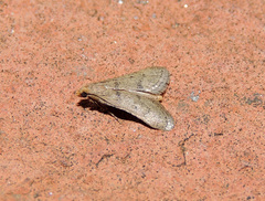 Bostra obsoletalis