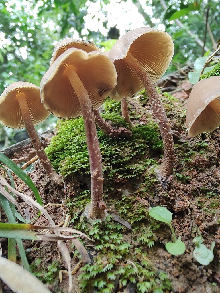Psilocybe zapotecorum