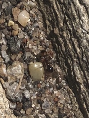 Solenopsis saevissima