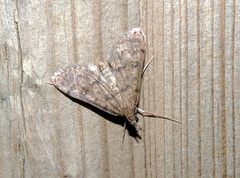 Dolicharthria daralis