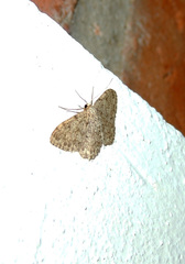 Idaea cervantaria