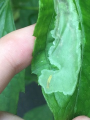 Calycomyza eupatorivora