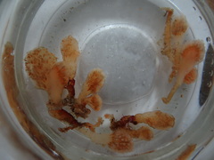 Aplidium punctum