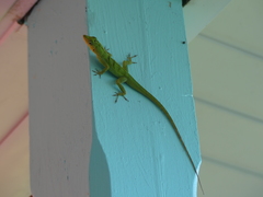 Anolis roquet