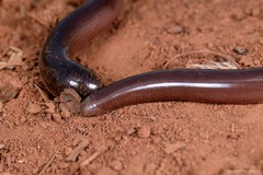 Afrotyphlops bibronii