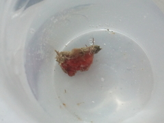 Pyura tessellata
