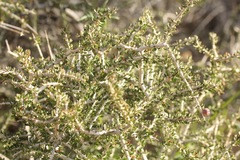 Tetracoccus hallii