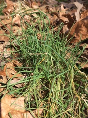 Allium schoenoprasum