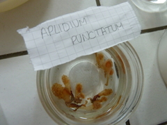 Aplidium punctum