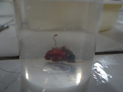 Pyura tessellata