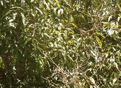 Coccyzus longirostris