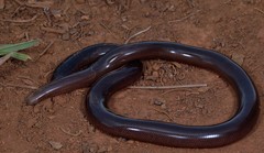 Afrotyphlops bibronii