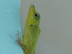 Anolis roquet