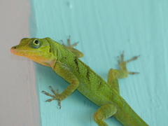 Anolis roquet