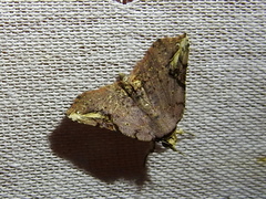 Metallata arbuscula
