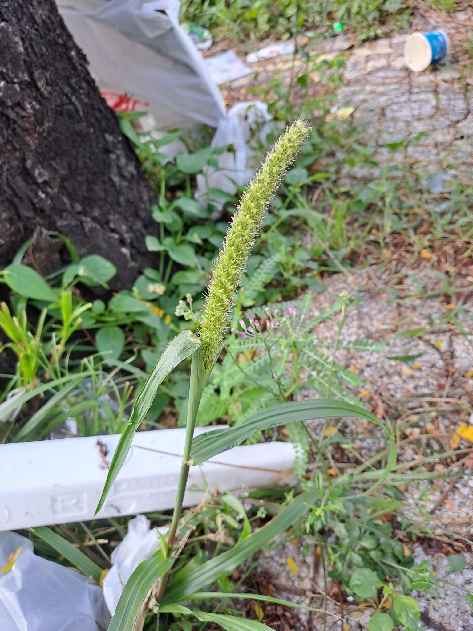 Setaria verticillata — ảnh 2