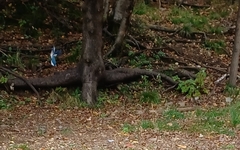 Cyanocitta cristata image