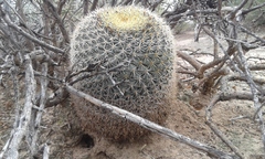 Mammillaria grusonii