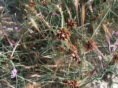 Cyperus capitatus