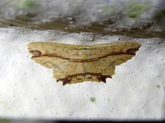 Cyclophora melitia