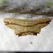 Cyclophora melitia - Photo (c) Jason J. Dombroskie, algunos derechos reservados (CC BY-NC), subido por Jason J. Dombroskie