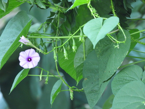Image of Ipomoea muricata by no rights reserved