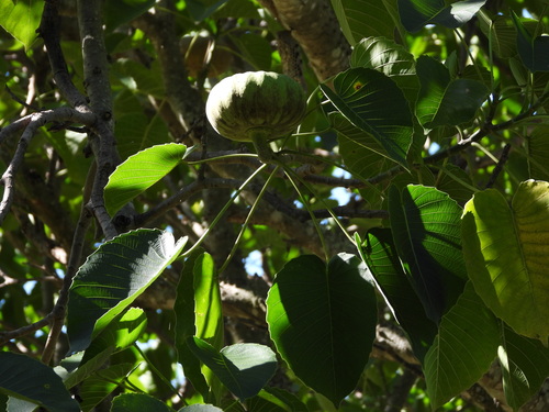 Image of Hura polyandra by no rights reserved