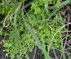 Callitriche peploides