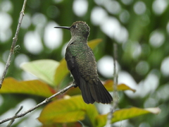 Eupetomena cirrochloris